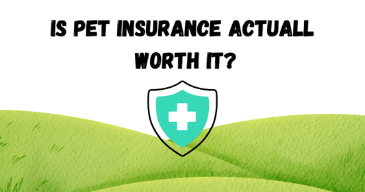 Is Pet Insurance Actually Worth It? (Or Just a Money Pit?)