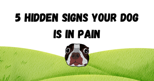5 Hidden Signs Your Dog Is In Pain (And How to Help Naturally)
