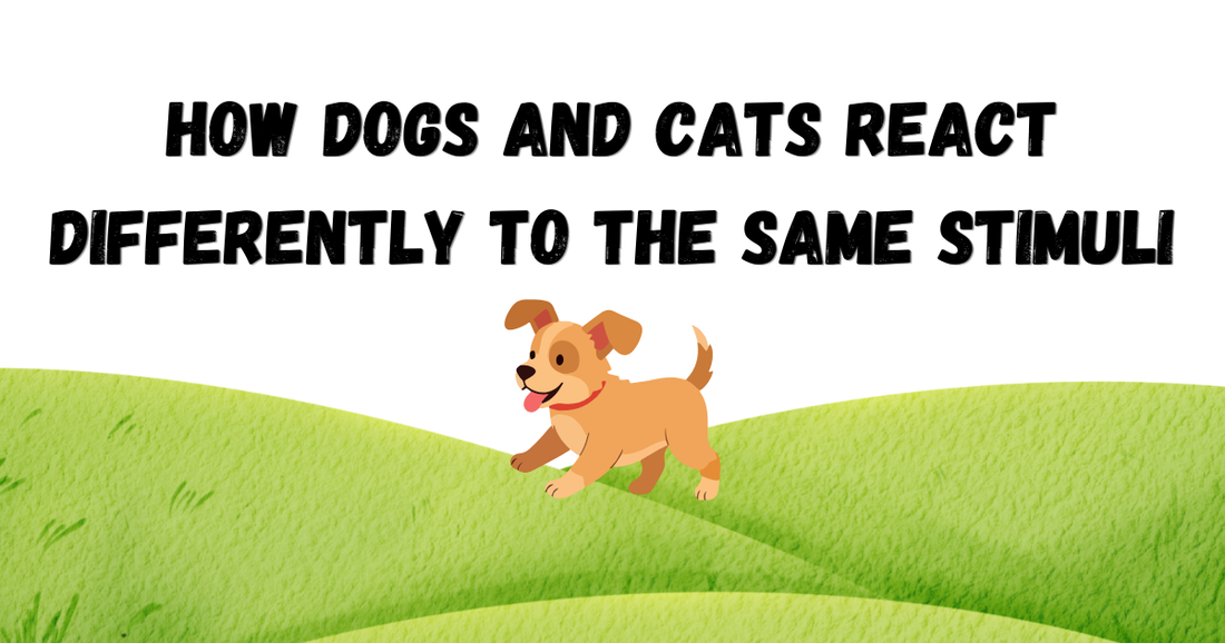 How Dogs and Cats React Differently to the Same Stimuli