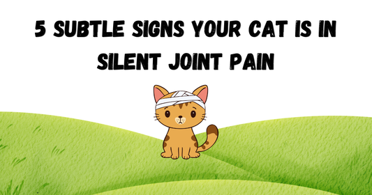 5 Subtle Signs Your Cat Is in Silent Joint Pain