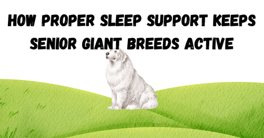 From Stiff Mornings to Soft Landing: How Proper Sleep Support Keeps Senior Giant Breeds Active