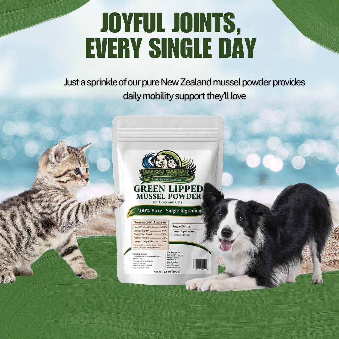 Wagglewhisk Green Lipped Mussel Powder Pet Joint Supplement – Made in New Zealand – 100% Pure Single Ingredient Dog & Cat Vitamin for Joints & Mobility, 3.5 oz (100g)